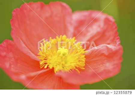 ポピー 12355879