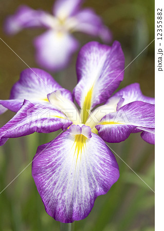 ハナショウブ 12355882