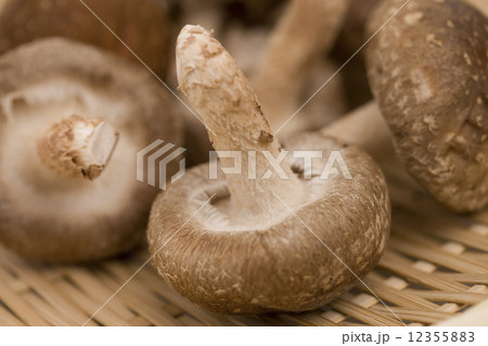 シイタケ シイタケ 12355883