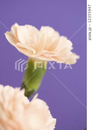 カーネーション 12355947