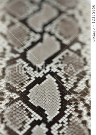 ヘビ皮 12355956
