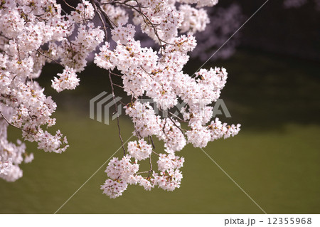桜の花 12355968