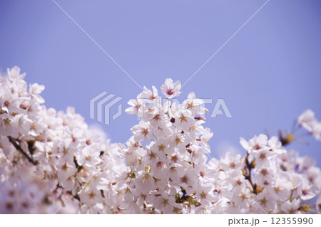 サクラ 12355990