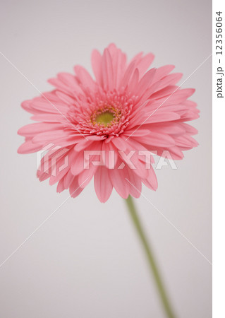 ガーベラの花 ガーベラの花 12356064