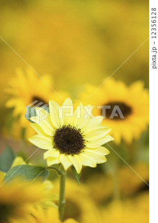 ヒマワリ 12356128