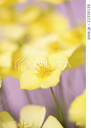 エスコルチアの花 12356138