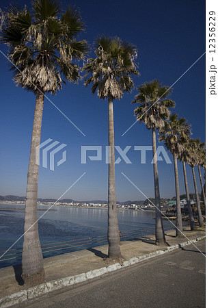 湘南　材木座海岸 12356229