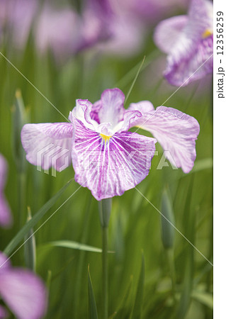 ハナショウブ ハナショウブ 12356259