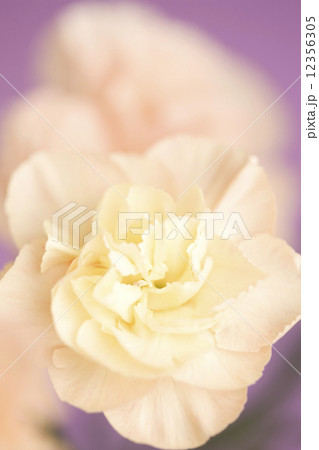 カーネーション 12356305