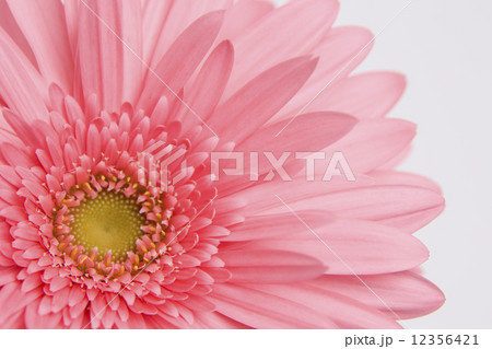 ガーベラの花 ガーベラの花 12356421