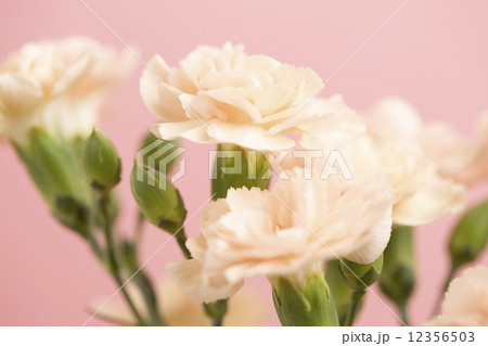 カーネーション 12356503