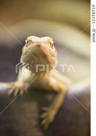 フトアゴヒゲトカゲ 12356519