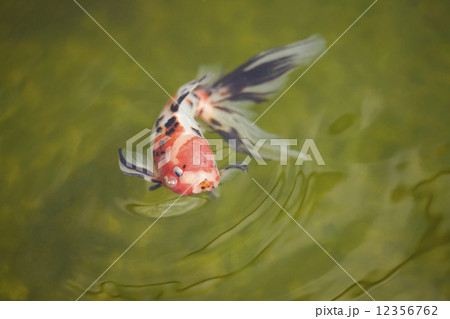 キンギョ 12356762