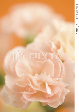 カーネーション 12356763