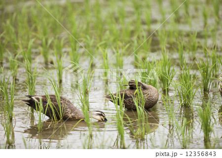 合鴨農法 合鴨農法 12356843