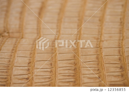 ワニの皮 ワニの皮 12356855