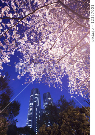 新宿中央公園の夜桜の写真素材