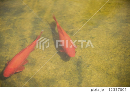 ヒブナ ヒブナ 12357005