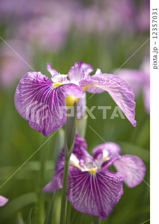 ハナショウブ 12357031