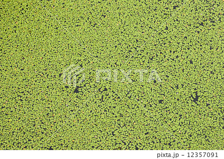 浮き草 浮き草 12357091