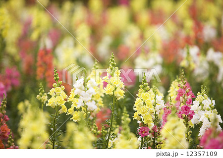 キンギョソウの花畑 12357109