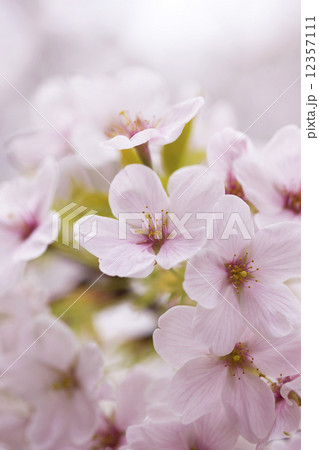 サクラ サクラ 12357111