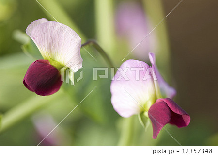 キヌサヤの花 キヌサヤの花 12357348