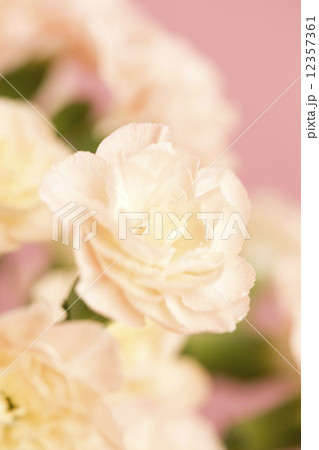 カーネーション カーネーション 12357361