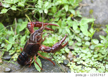 アメリカザリガニ 12357417