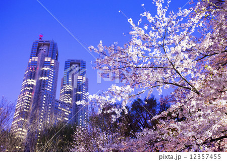 新宿中央公園の夜桜 12357455
