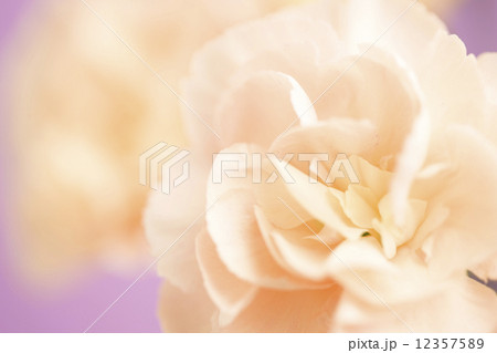 カーネーション 12357589