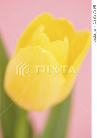チューリップの花 12357599