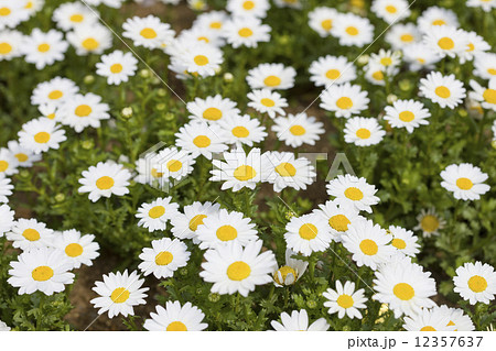 マーガレット 12357637