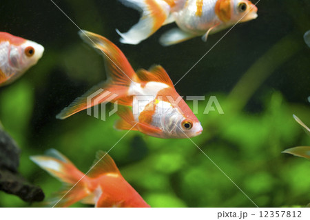 金魚 12357812