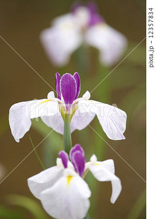 ハナショウブ ハナショウブ 12357834