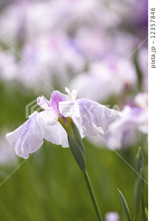 ハナショウブ ハナショウブ 12357846