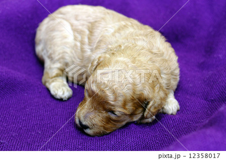 仔犬 12358017