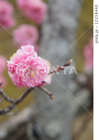 八重寒紅梅 12358440