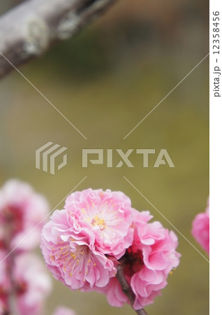 八重寒紅梅 12358456
