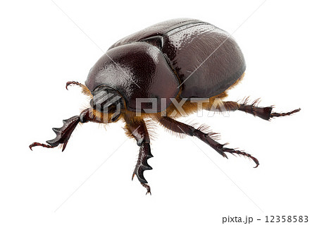 European rhinoceros beetle female "Oryctes nasicornis" species European rhinoceros beetle female "Oryctes nasicornis" species 12358583