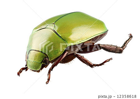 Green beetle species Anomala dimidiata 12358618