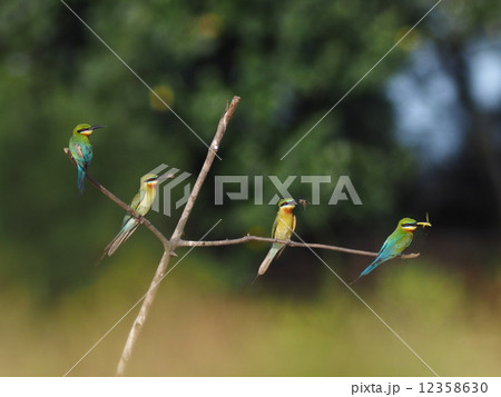 ハリオハチクイ ハリオハチクイ 12358630