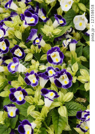 トレニア　01 12358658