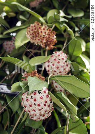 咲き終わった花と満開の花のサクララン 12358784