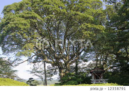 タブの木 象潟 蚶満寺 【秋田県】 タブの木 象潟 蚶満寺 【秋田県】 12358791
