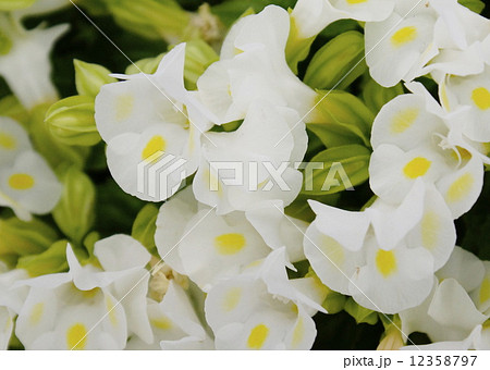 トレニア　03 12358797