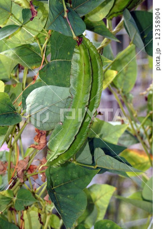 シカクマメ シカクマメ 12358904