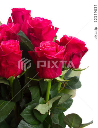 fresh pink flowers close up fresh pink flowers close up 12359035