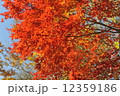 八ヶ岳の紅葉 12359186