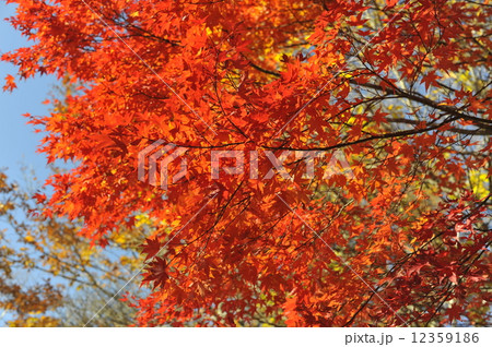 八ヶ岳の紅葉 12359186